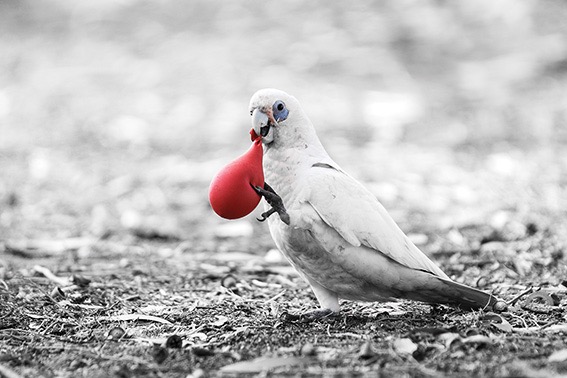 When balloons fly, seabirds&nbsp;die